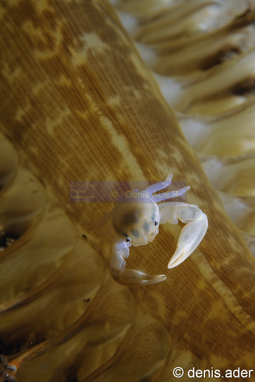 Lissoporcellana picta Crabe porcelaine-Pteroeides-sp Grosse Plume de mer Komodo Nassa-13m-20160806nuit-Denis-ADER-DSC_0412_tn.jpg